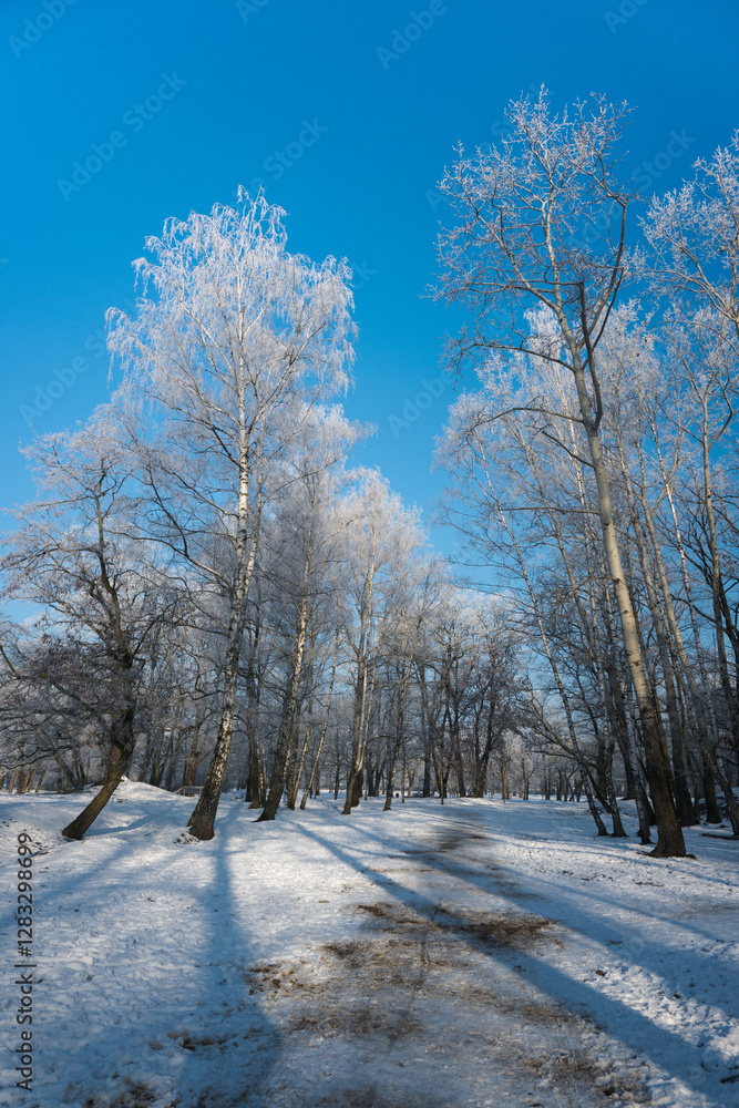 Winter landscape, trees covered with snow and frost. Sunny weather in winter, walk in the forest.
