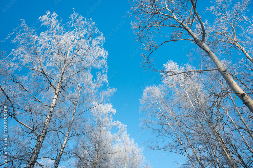 Winter landscape, trees covered with snow and frost. Sunny weather in winter, walk in the forest.
Winter landscape, trees covered with snow and frost. Sunny weather in winter, walk in the forest.