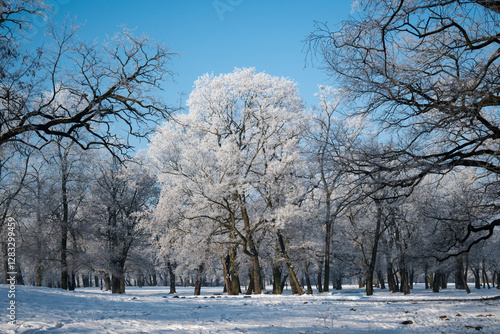 Winter landscape, trees covered with snow and frost. Sunny weather in winter, walk in the forest.
