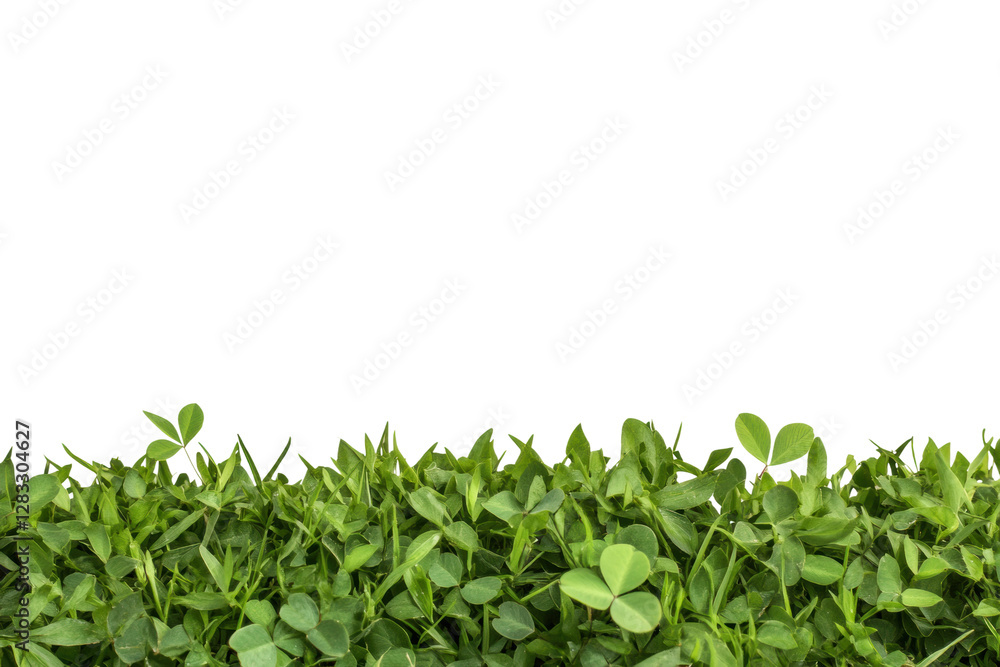 Group of four leaf clovers in vivid green, cut out Group of four leaf clovers in vivid green, cut out