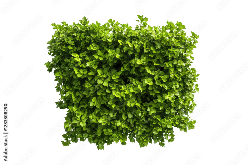 Obraz premium Fresh green lettuce ready for culinary use, cut out