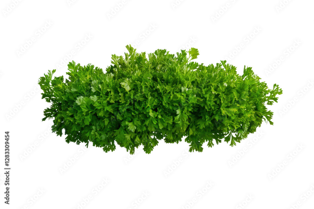 Obraz premium Fresh herb cutout showcasing vibrant green leaves, cut out