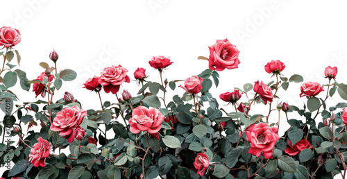 Fototapeta Naklejka Na Ścianę i Meble -  PNG Vibrant roses against white background