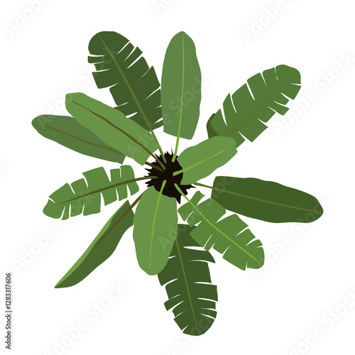 Indoor Banana Plant in pot top view. Colored green palm tree element for interior, architectural and landscape design. Vector flat illustration isolated 