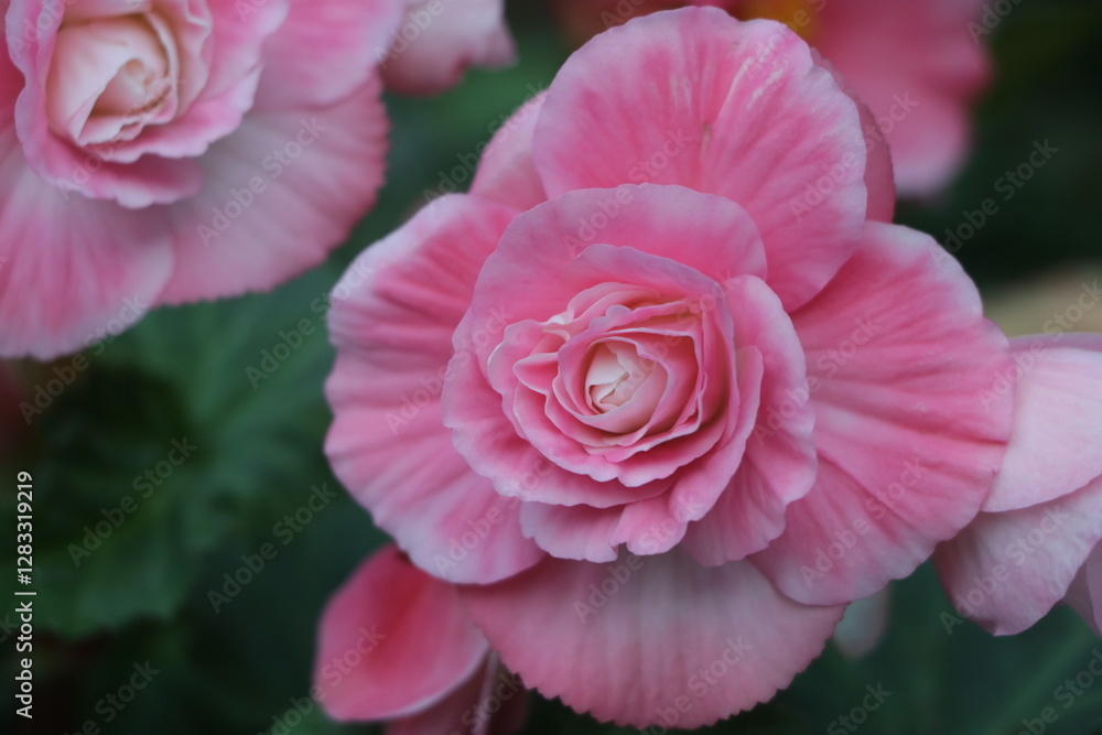 Beautiful pink Begonia flower blooming in the garden, flower background Beautiful pink Begonia flower blooming in the garden, flower background