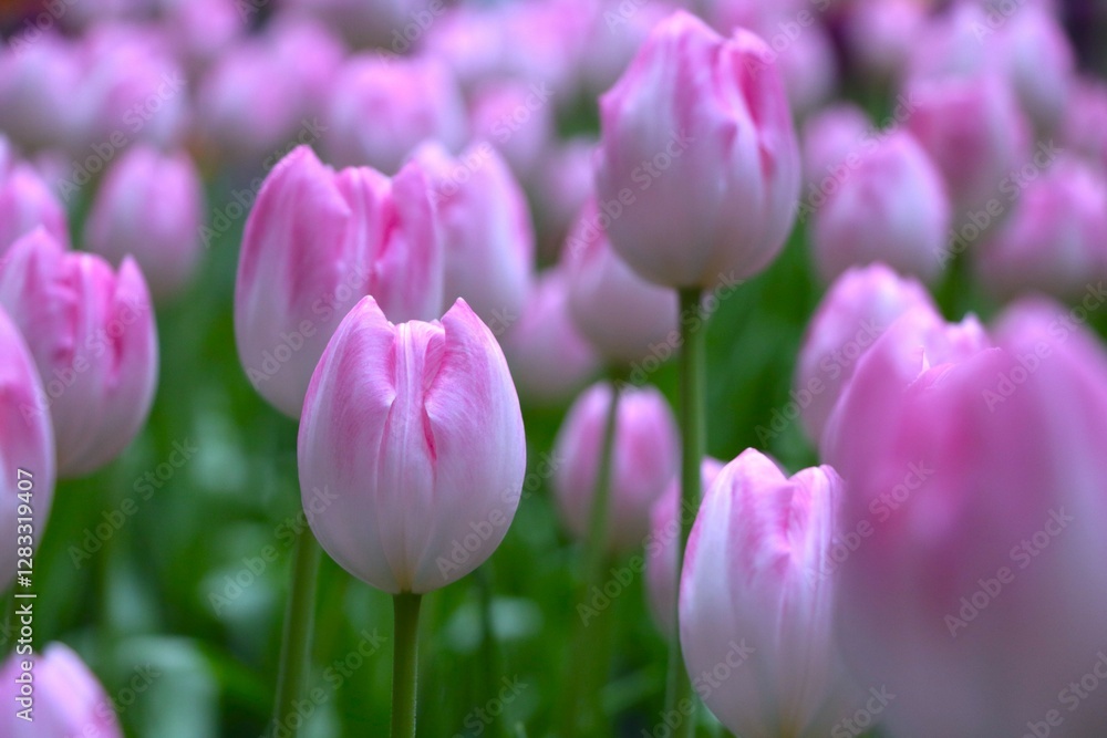 Close up of beautiful soft pink tulip field with its green leave, Gorgeous flower, romantic flower, flower background Close up of beautiful soft pink tulip field with its green leave, Gorgeous flower, romantic flower, flower background