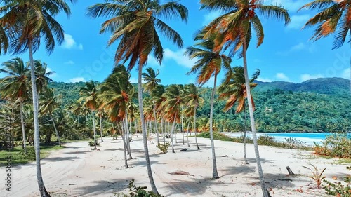 Easy walk along Dominican beach with white sand and palm trees. Sea on sand on summer sunny day. Landscape of tropical coast nature. Travel concept. Paradise island with colorful palm trees.