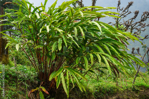 Cultivation of Amomum subulatum known as large cardamom.