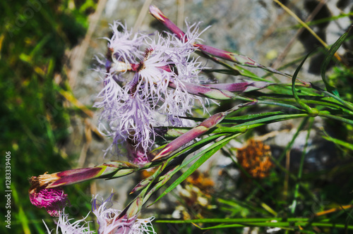 Flowers of fringed pink also known as 
 large pink. Scientific name: Dianthus superbus photo