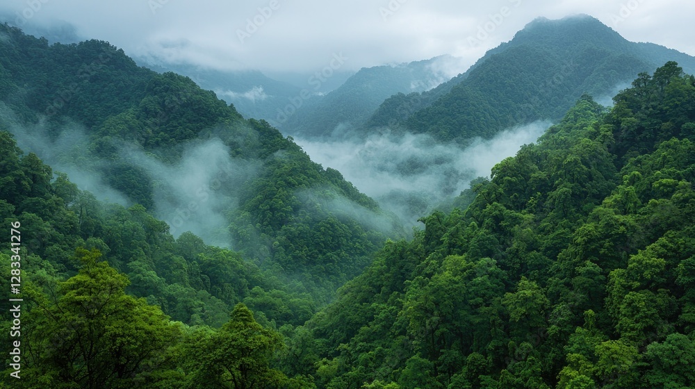 Obraz premium Lush green mountain valley filled with dense forest and low-hanging mist under an overcast sky.