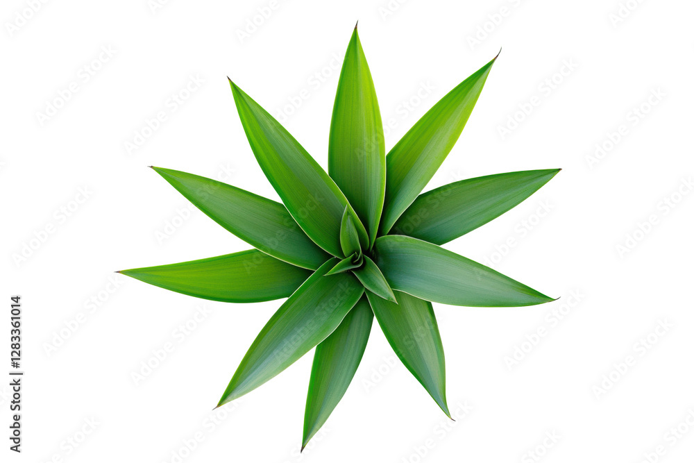 Green plant viewed from above with sharp leaves, cut out Green plant viewed from above with sharp leaves, cut out