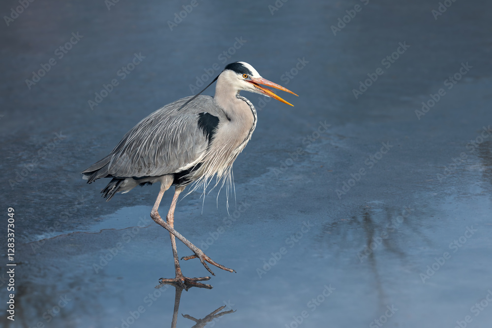 An adult grey heron (Ardea cinerea) in breeding plumage walks across the ice of a frozen lake An adult grey heron (Ardea cinerea) in breeding plumage walks across the ice of a frozen lake