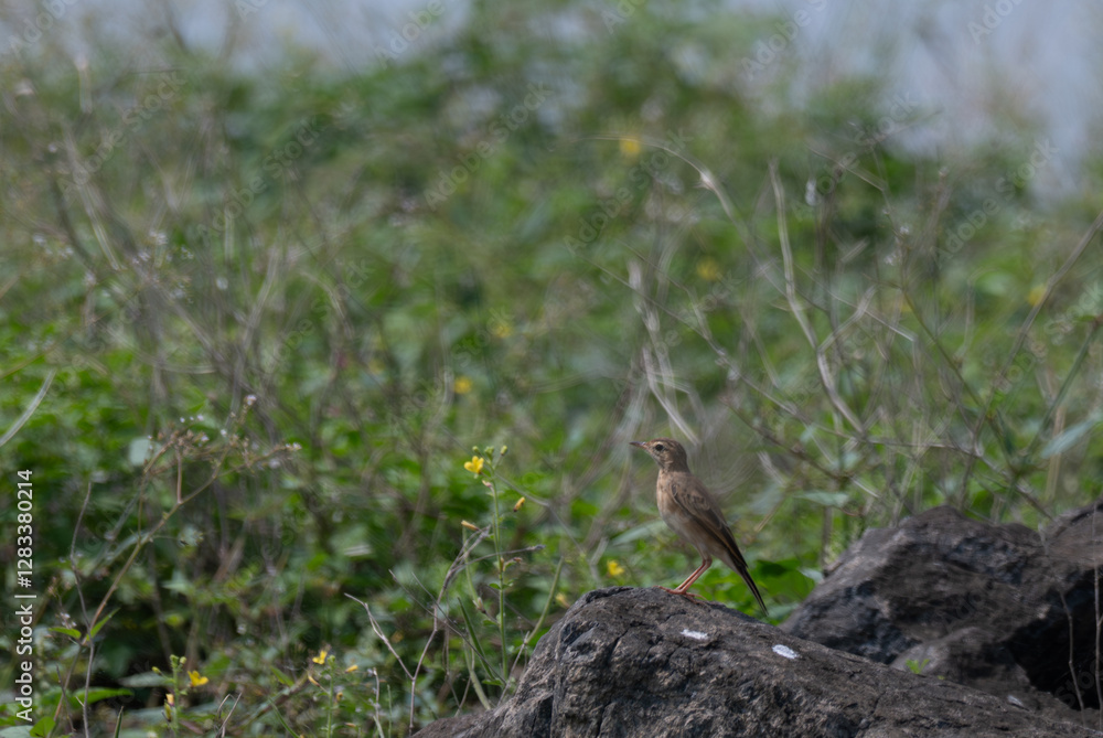 The beautiful Paddyfield pipet a small, brown in color stands on a rock with a soft, out of focus background. The beautiful Paddyfield pipet a small, brown in color stands on a rock with a soft, out of focus background.