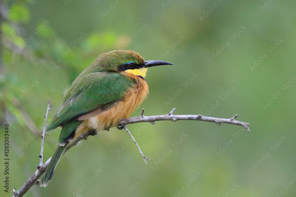 Zwergspint / Little bee-eater / Merops pusillus Zwergspint / Little bee-eater / Merops pusillus