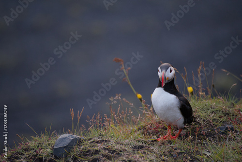 Puffin