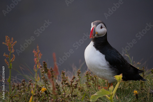 Puffin