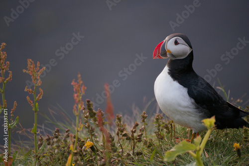 Puffin