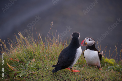 Puffin