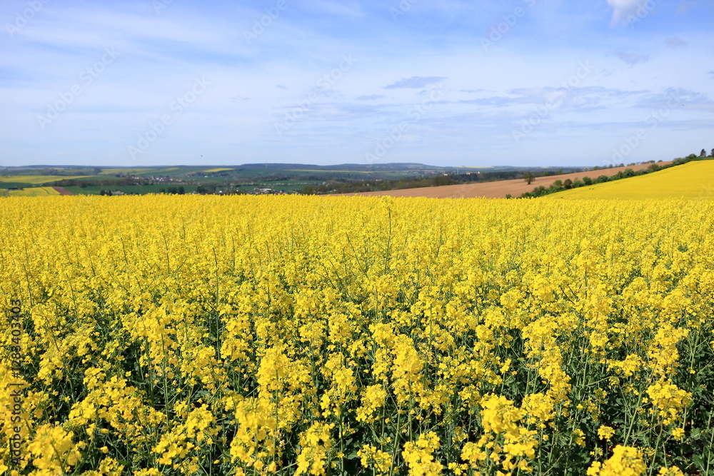 Obraz premium Field of rapeseed in yellow bloom in Saxony, Germany