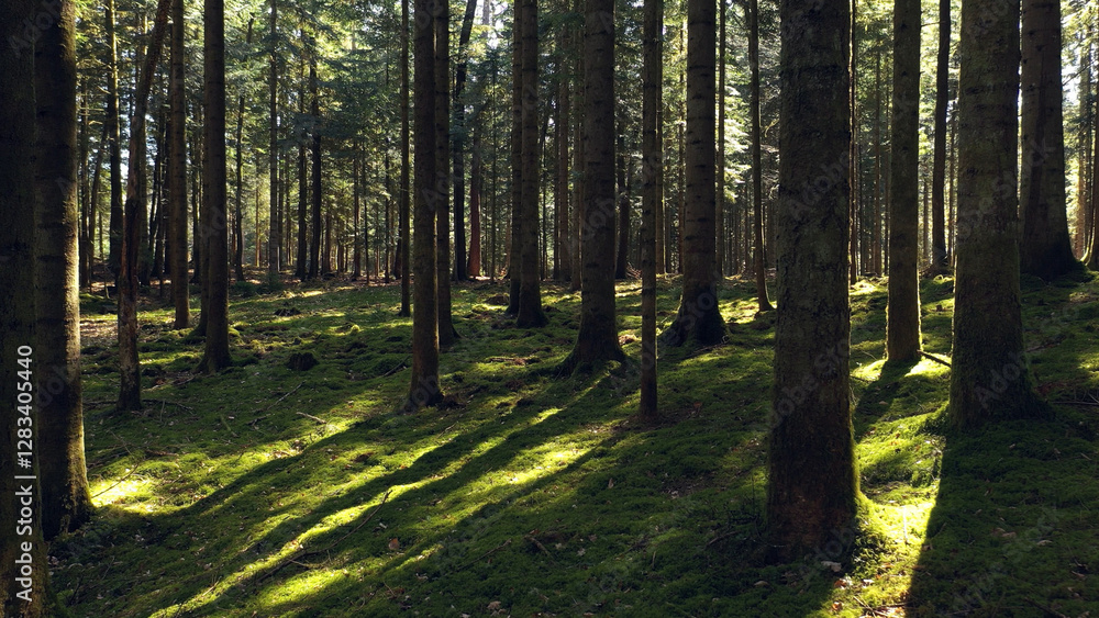 Sunny green mossy tree forest landscape.