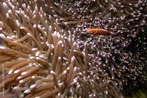 Orange anemonefish, or orange skunk clownfish, Amphiprion sandaracinos, in a symbiotic relationship with a Long Tentacle Plate Coral, Heliofungia actiniformis
