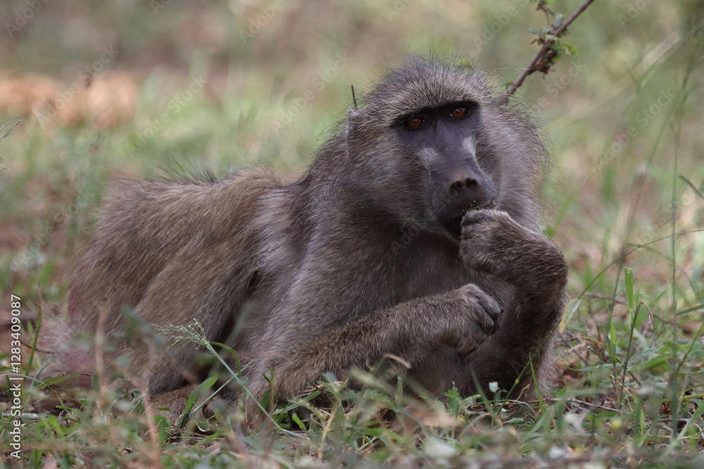 Bärenpavian / Chacma baboon / Papio ursinus Bärenpavian / Chacma baboon / Papio ursinus