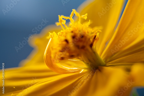 A super macro photo of a yellow Cosmos sulphureus from Luzon, Philippines. Stamen in focus photo