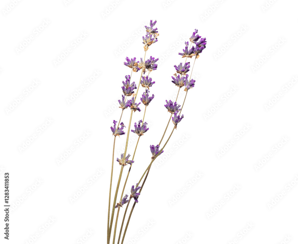 Obraz premium Sprigs of dry lavender flowers isolated on a white background. Lavender blossoms. Bunches of lavender.