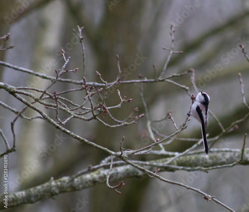 great tit parus major photo