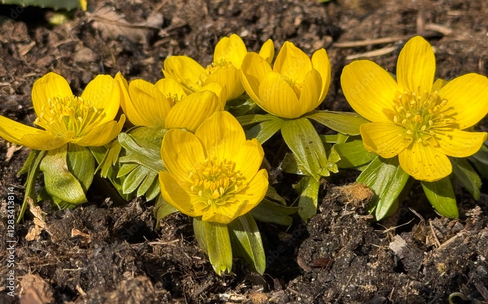 Schöne Wnterlinge in Garten