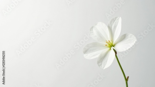 A Single Delicate White Blossom on a Light Background, a Symbol of Purity and Serenity, Ideal for Minimalist Designs and Peaceful Atmosphere