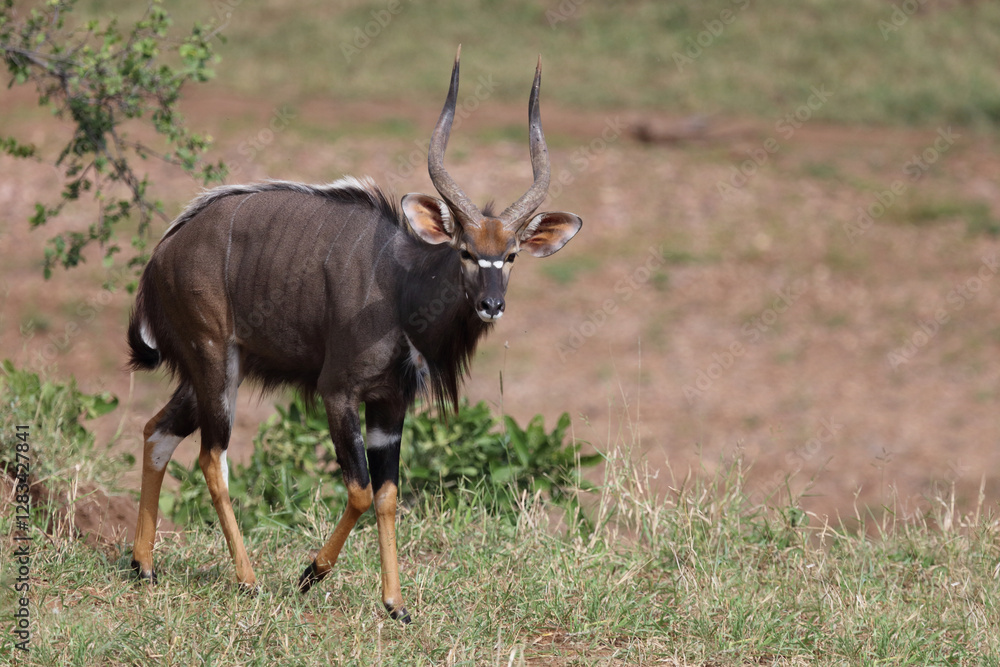 Fototapeta premium Nyala / Nyala / Tragelaphus angasii.
