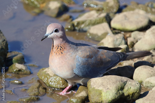 Obraz na płótnie Palmtaube oder Senegaltaube / Laughing dove or Little brown dove / Stigmatopelia senegalensis uel Spilopelia senegalensis w salonie