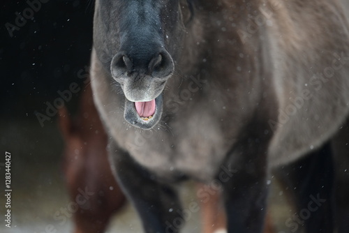 Schneepferd. Dunkles graues Pferd im Schneefall. Portrait photo