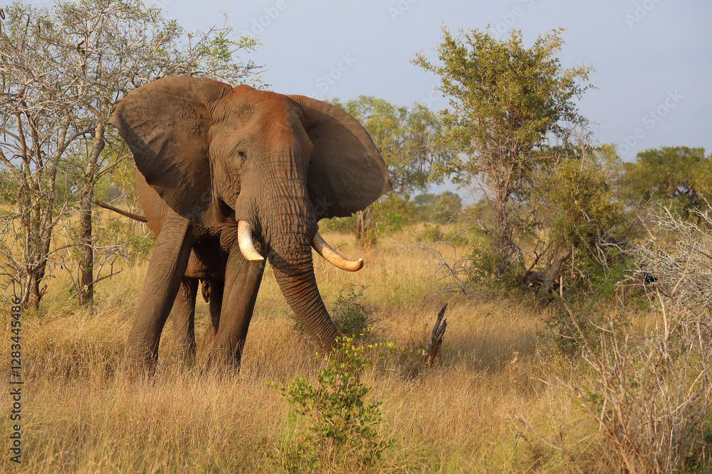 Fototapeta premium Afrikanischer Elefant / African elephant / Loxodonta africana..