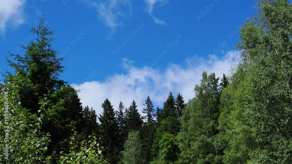 floating clouds across the sky against the backdrop of a forest floating clouds across the sky against the backdrop of a forest