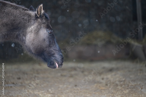 Schneepferd. Dunkles graues Pferd im Schneefall. Portrait photo