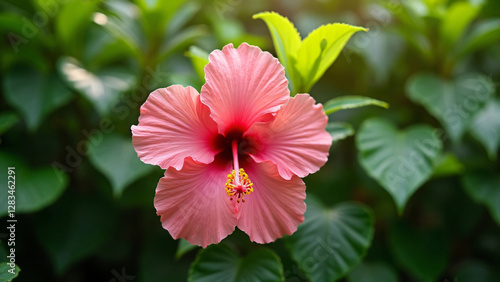 Wallpaper Mural Pink hibiscus flower with green leaves Torontodigital.ca