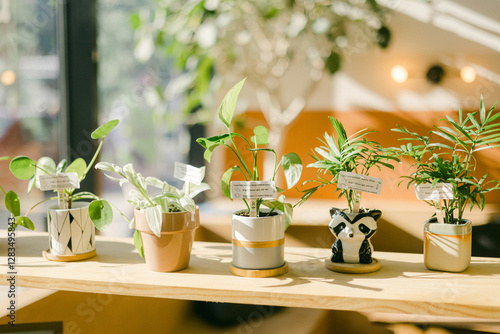 Wallpaper Mural Small indoor plants in decorative pots displayed on wooden shelf in bright cozy space during daytime Torontodigital.ca