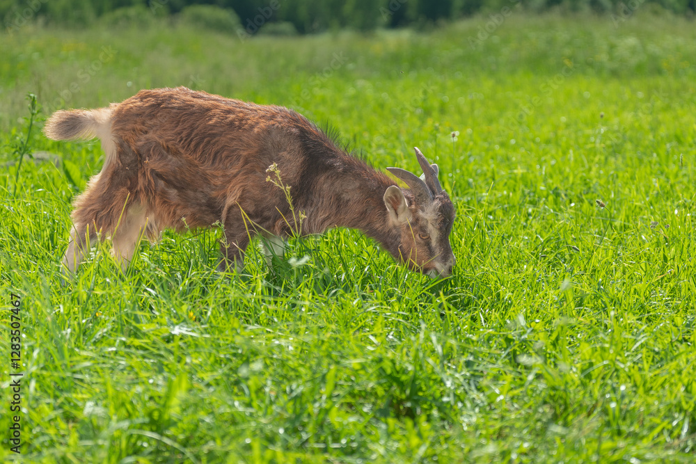 A brown goat grazing in a sunny field, head down in the grass. A brown goat grazing in a sunny field, head down in the grass.