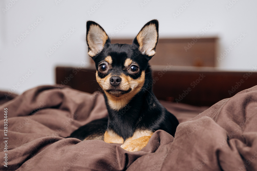 Beautiful dog lying on the couch. Cute chihuahua playing Beautiful dog lying on the couch. Cute chihuahua playing