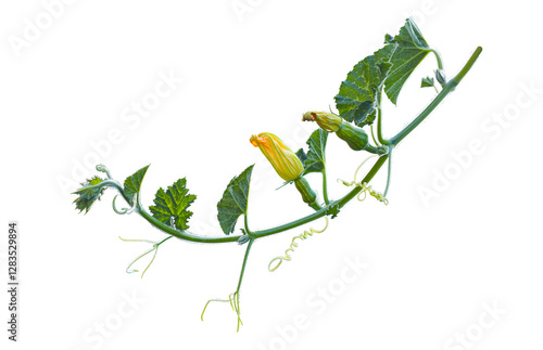 Pumpkin branches and leaves on a white background