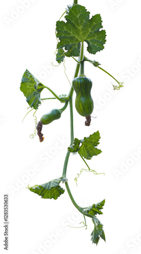 Pumpkin branches and leaves on a white background