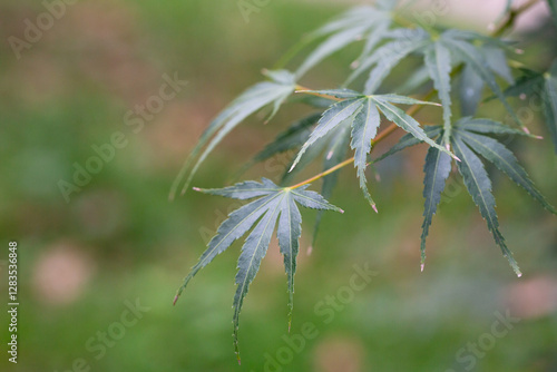 Close-up of green Leaves of Japanese maple (Acer Palmatum, Acer palmatum Thunb. cv. Dissectum ) photo