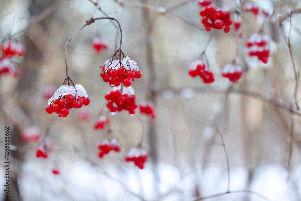 Viburnum opulus (guelder rose) red berries in winter. Viburnum opulus (guelder rose) red berries in winter.