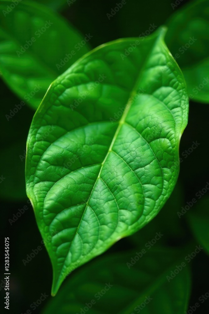 Fresh, green leaf with intricate veins and soft sheen , outdoors, organic, botanical Fresh, green leaf with intricate veins and soft sheen , outdoors, organic, botanical