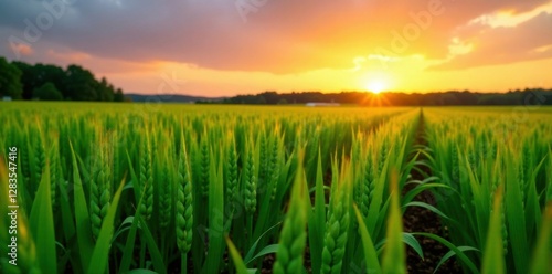 Freshly harvested crops in a green field at sunset, sunset, fields, landscape