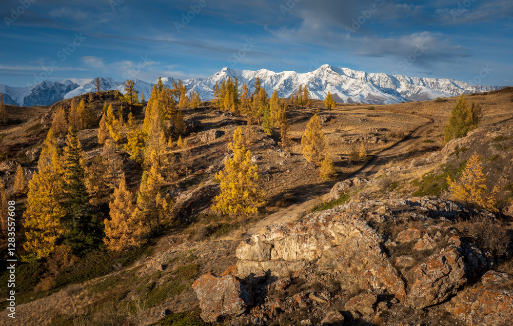 Fototapeta premium Golden autumn trees with scenic mountains covered in snow basking in sunlight.