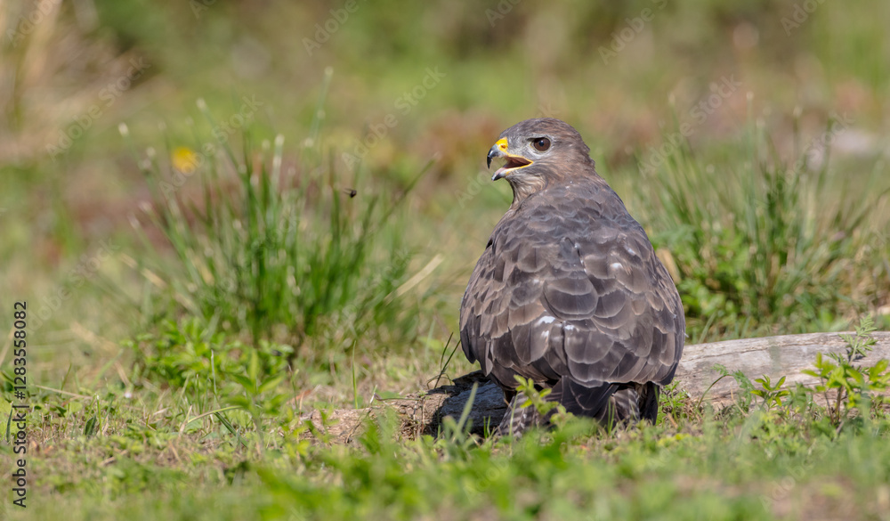 Common Buzzard in autumn at a wet forest Common Buzzard in autumn at a wet forest