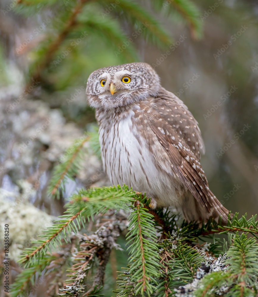 Obraz premium Eurasian Pigmy Owl in a fir grove in spring 
